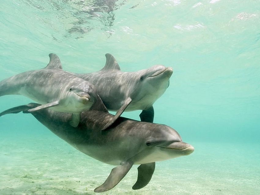 Los delfines en el embarazo - parte 1