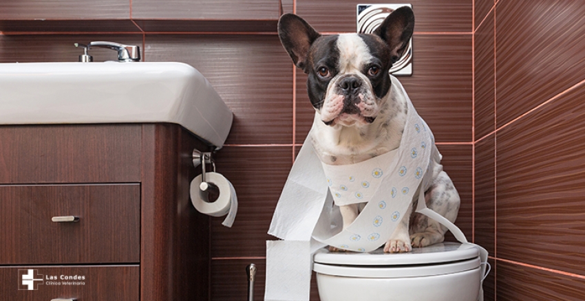 ¿Te sigue siempre tu perro al baño? ...Esto es lo que intenta decirte